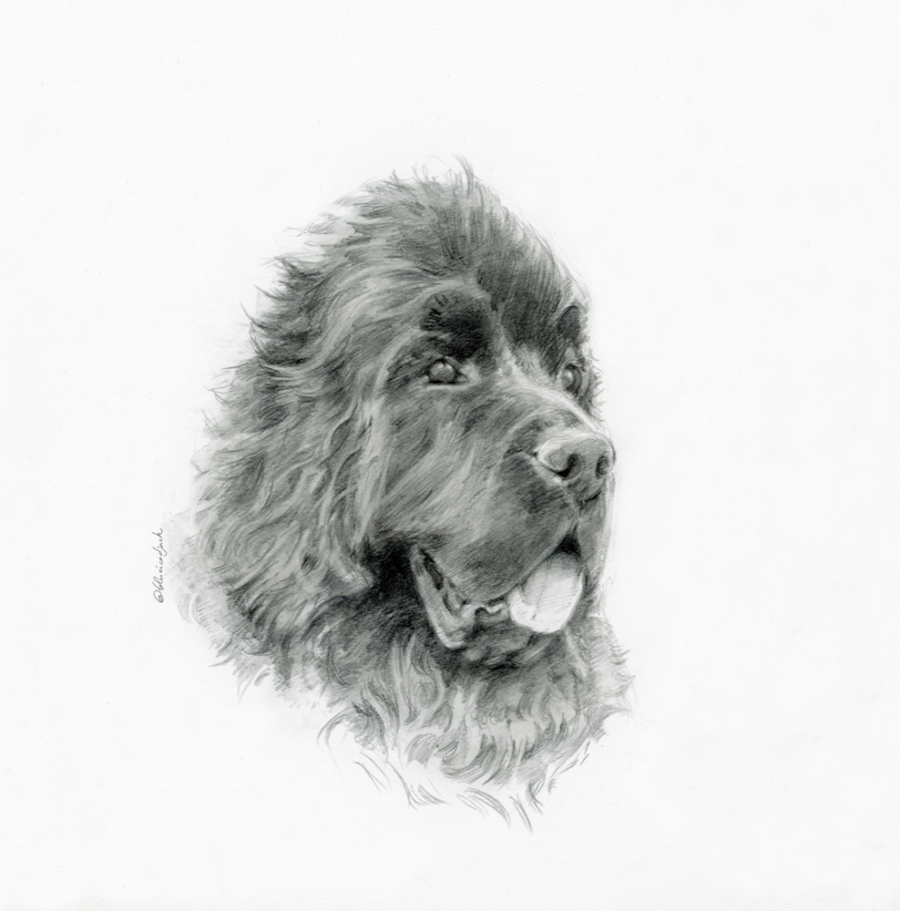 Portrait chien Nanou