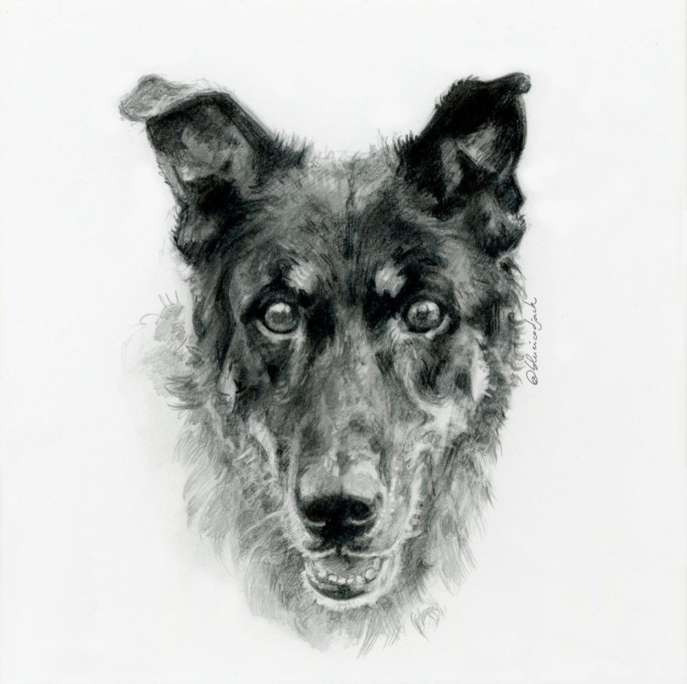 Beauceron · Graphie 13×13