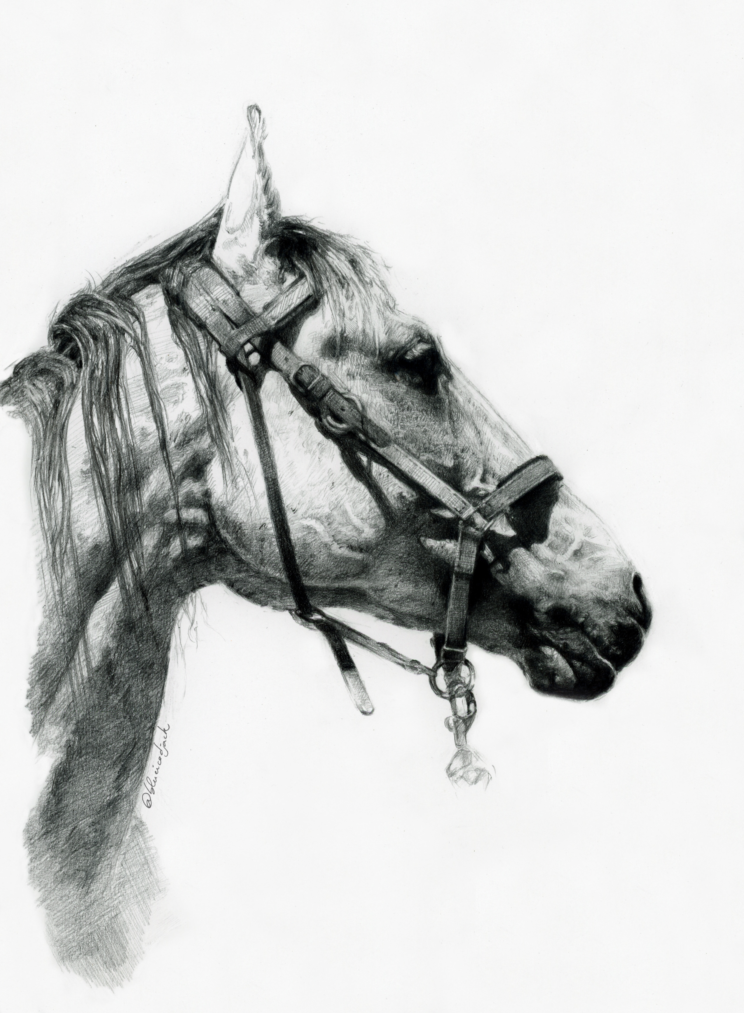 Portrait · © Blueicedjack