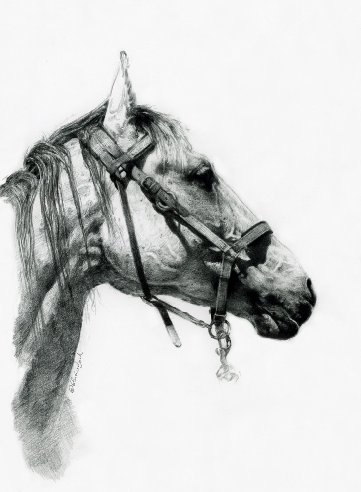 Cheval d'endurance · Graphite