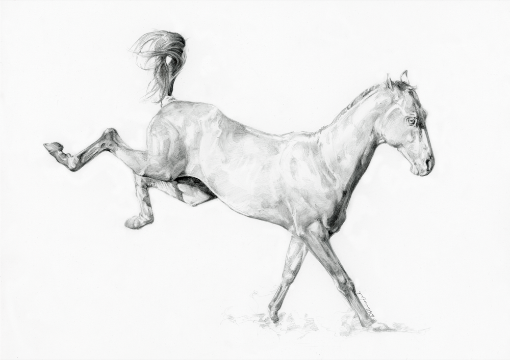 Portrait Akhal-Teké au graphite