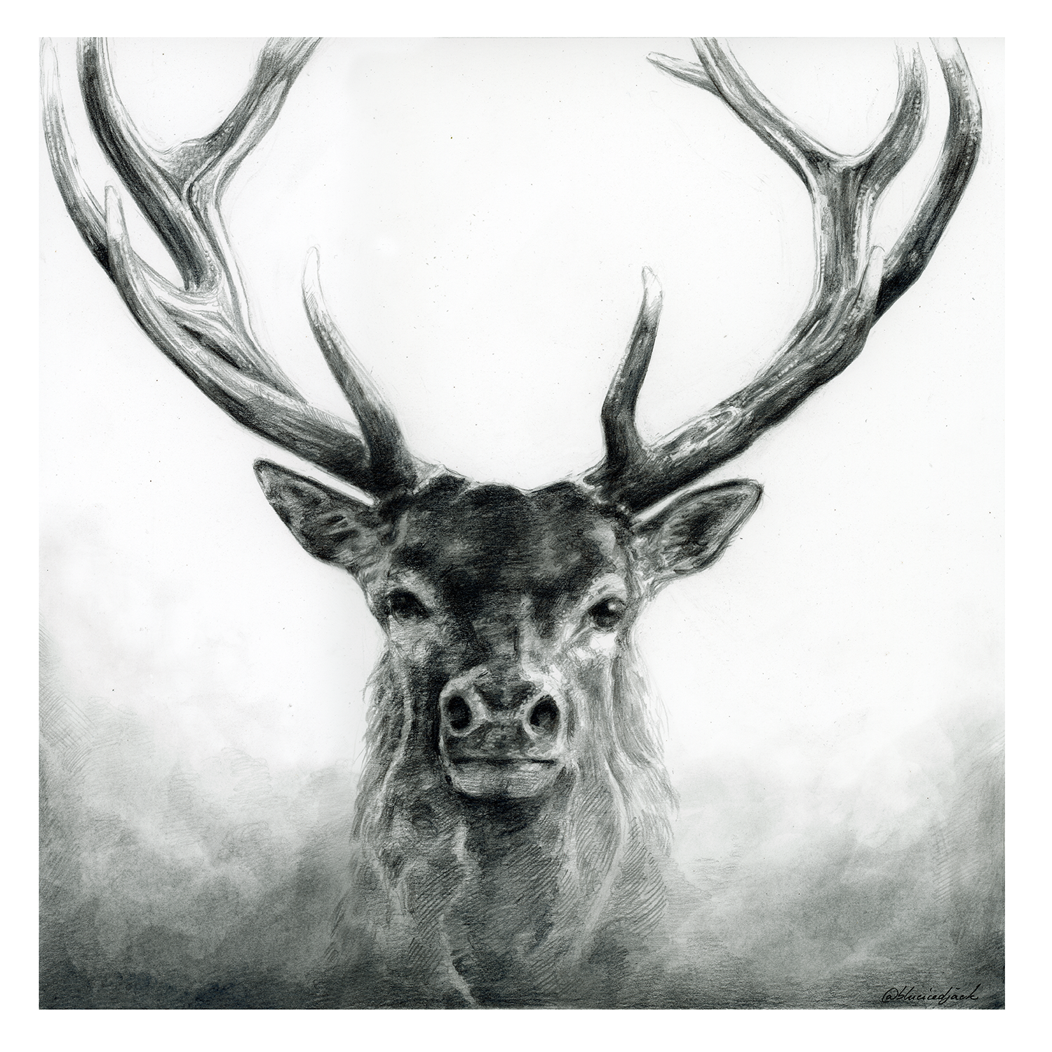 Portrait cerf au graphite